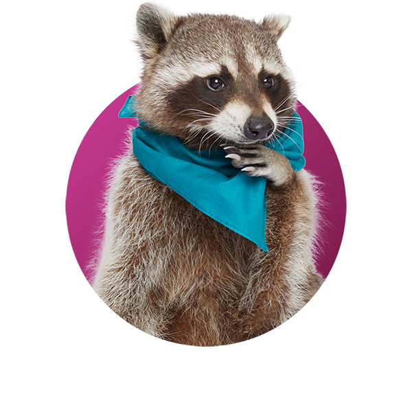 Raccoon - Paper MacKay