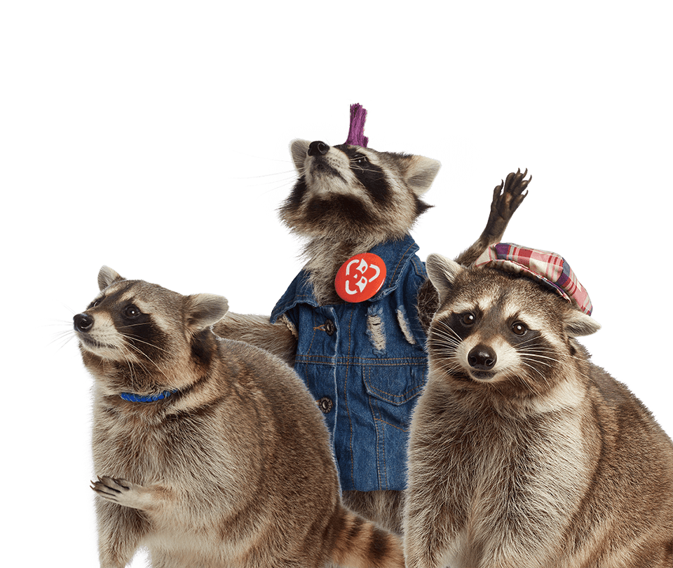 Recycling Raccoon Squad