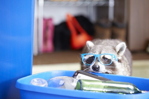 Recycling Raccoons